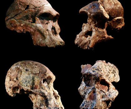Вкаменелостите от пещерите „Стеркфонтейн“ са 1 милион години по-стари установява ново проучване